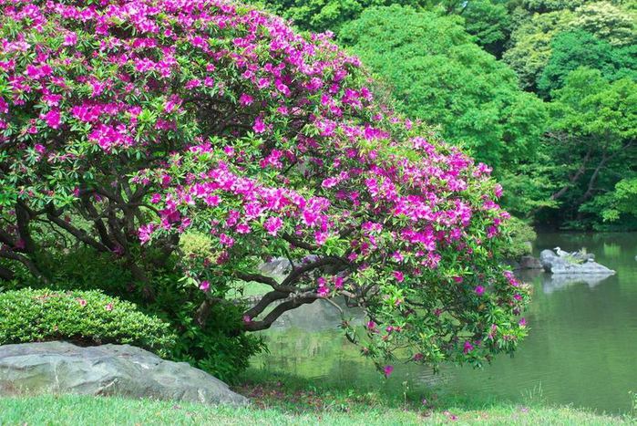 4826692_Rikugiengarden_8 (700x467, 119Kb)
