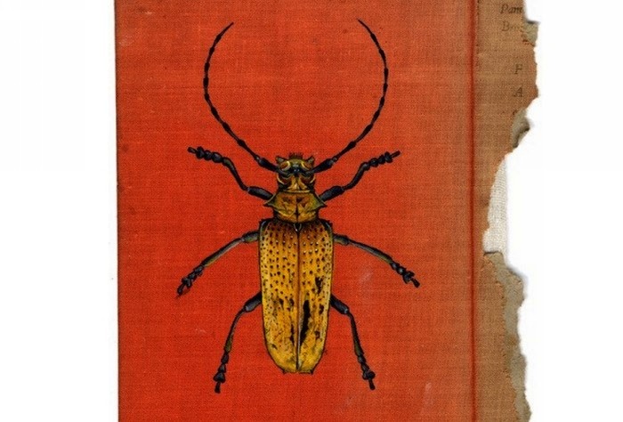 Rose_Sanderson_bugs_6 (700x474, 75Kb)