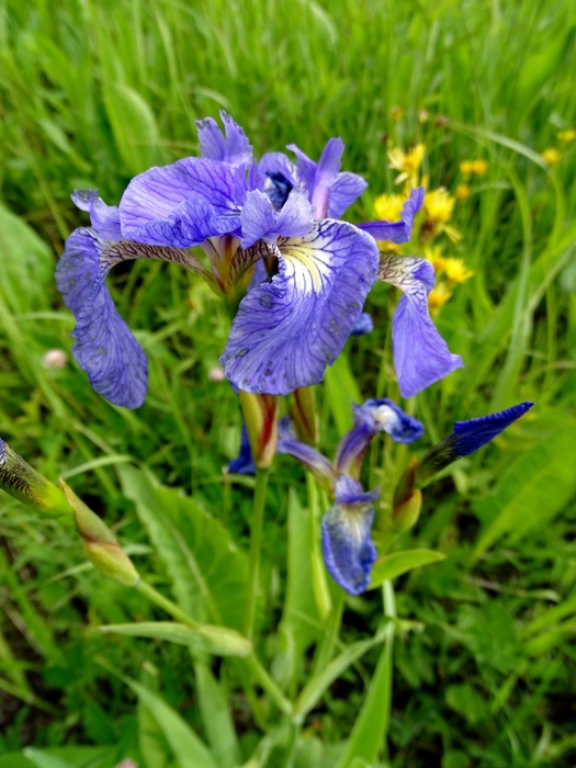 5559494_DSC06355 (525x700, 264Kb)