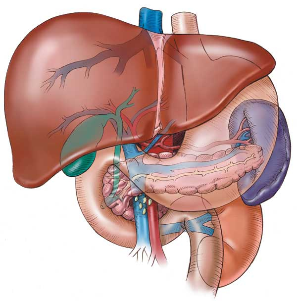 liver (600x608, 210Kb)