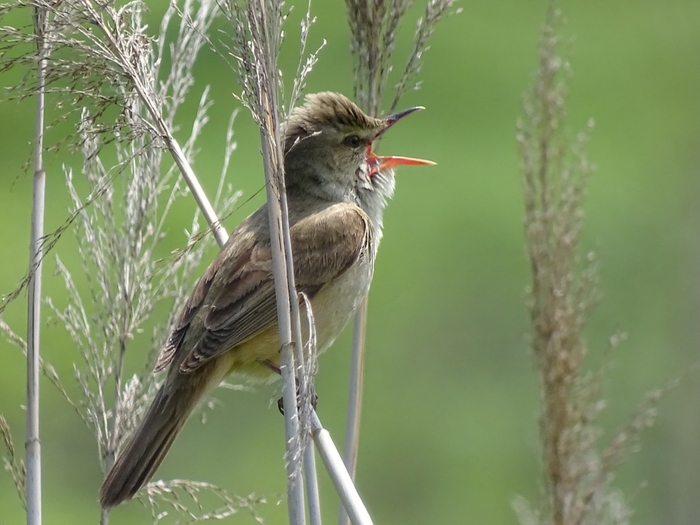 5559494_DSC06720 (700x525, 232Kb)