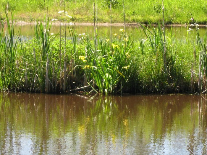 iris (700x525, 150Kb)