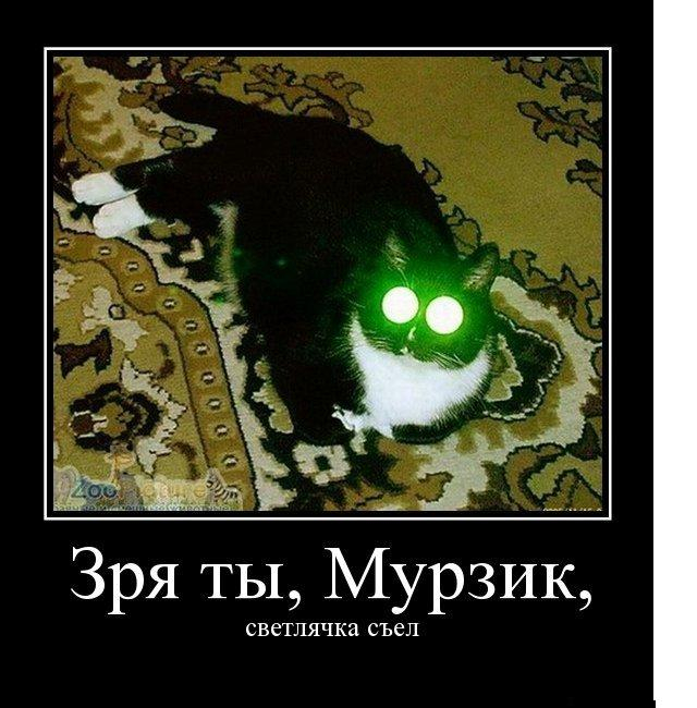 Доми шоу кот мурзик и хозяин картинки