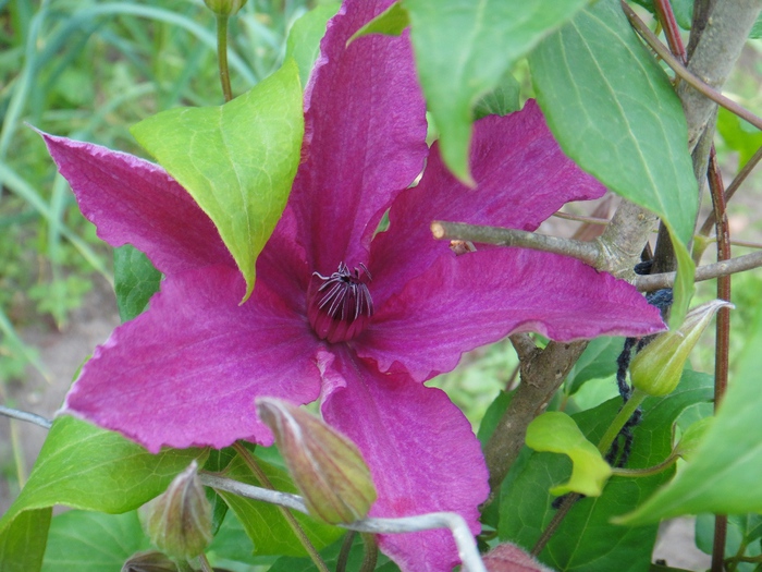 DSC08083 (700x525, 177Kb)