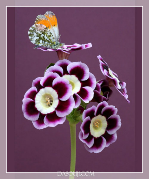 3875523_1photocat (600x700, 61Kb)