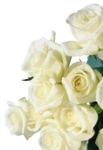  white_roses_PNG2792 (480x700, 385Kb)