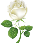 white_roses_PNG2794 (541x700, 251Kb)