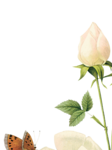  розы (1) (524x700, 181Kb)