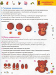  Больгерт Н., Больгерт С.Г. - Пластилиновая энциклопедия для малышей - 2011_10 (526x700, 310Kb)