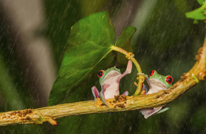  Kutub Uddin (700x456, 98Kb)