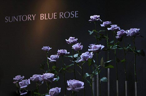 1256190726_blue-rose-04 (468x310, 107Kb)