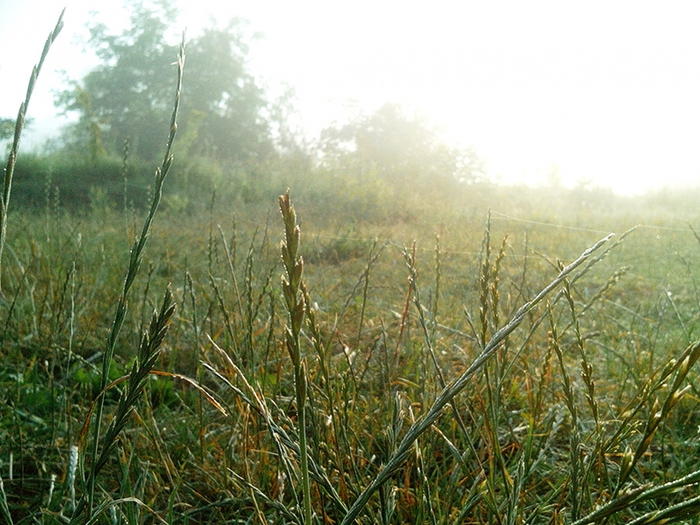 4052195_IMG_20150630_080403 (700x525, 309Kb)