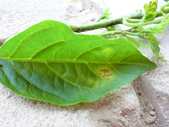 Бурые пятна на листьях перца в теплице фото