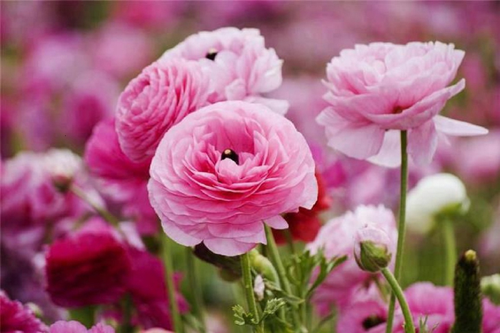 perfectly-pink-cabbage-roses (700x467, 290Kb)