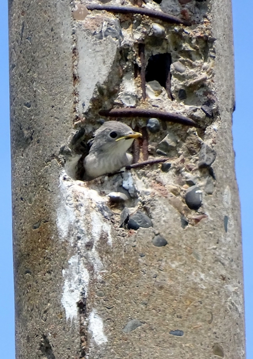 5559494_DSC00389 (493x700, 297Kb)