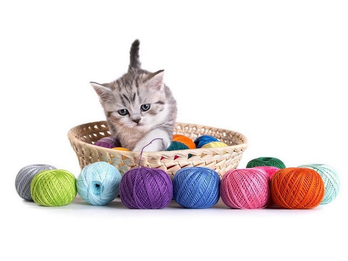 cute-kitten (700x525, 117Kb)