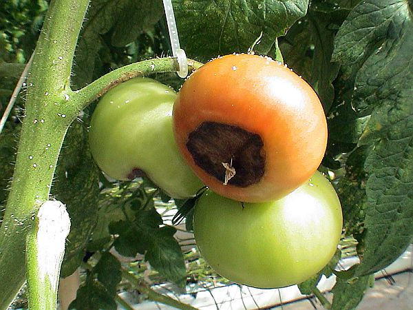 tomatauglupuve2 (600x450, 322Kb)