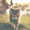 1436139259_tumblr_l1gl3di46j1qzuhd2o1_500 (100x100, 34Kb)