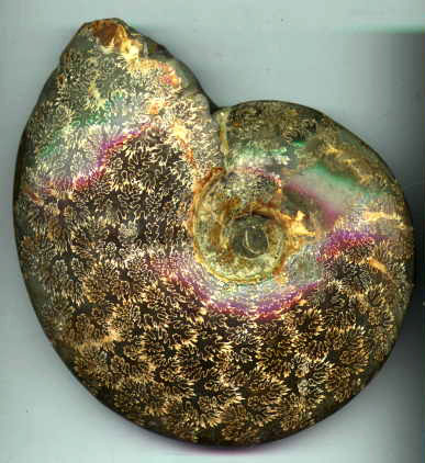 АММ_large_ammonite (387x422, 136Kb)