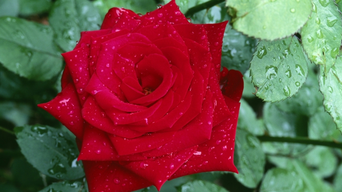 5291141_Red_Rose_With_Water_Drops (700x393, 200Kb)