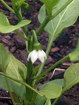 pepper-flower (275x367, 97Kb)