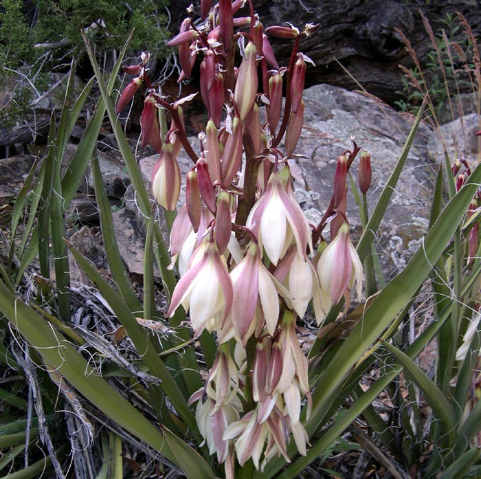 Yucca-baccata-FL-web-N2481 (700x697, 601Kb)