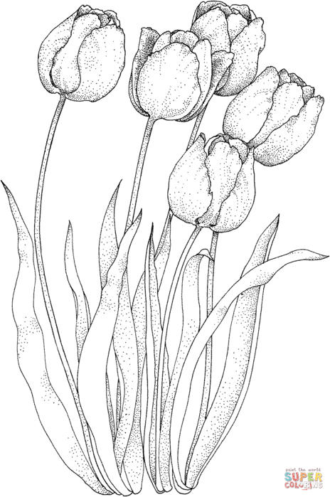 four-tulips-coloring-page (464x700, 76Kb)