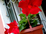 DSCN1148 (700x525, 363Kb)