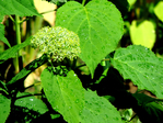  DSCN1168 (700x525, 496Kb)