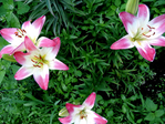  DSCN1181 (700x525, 570Kb)