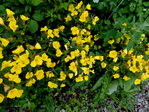  DSCN1182 (700x525, 641Kb)