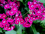  DSCN1183 (700x525, 566Kb)
