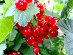  DSCN1186 (700x525, 411Kb)