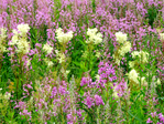  DSCN1230 (700x525, 744Kb)