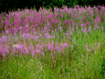  DSCN1233 (700x525, 629Kb)