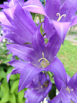  DSCN1125 (525x700, 425Kb)