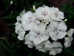  DSCN1129 (700x525, 319Kb)