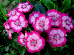  DSCN1135 (700x525, 372Kb)