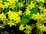  DSCN1137 (700x525, 439Kb)