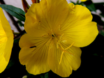  DSCN1142 (700x525, 308Kb)