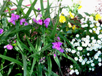  DSCN1177 (700x525, 595Kb)