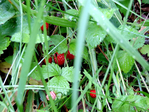  DSCN1223 (700x525, 363Kb)