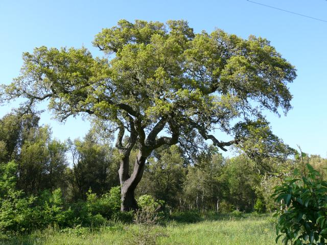 quercus_suber______________08_05_2007_11 (640x480, 338Kb)