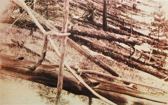 5402287_781pxTunguska_event_fallen_trees (700x440, 95Kb)