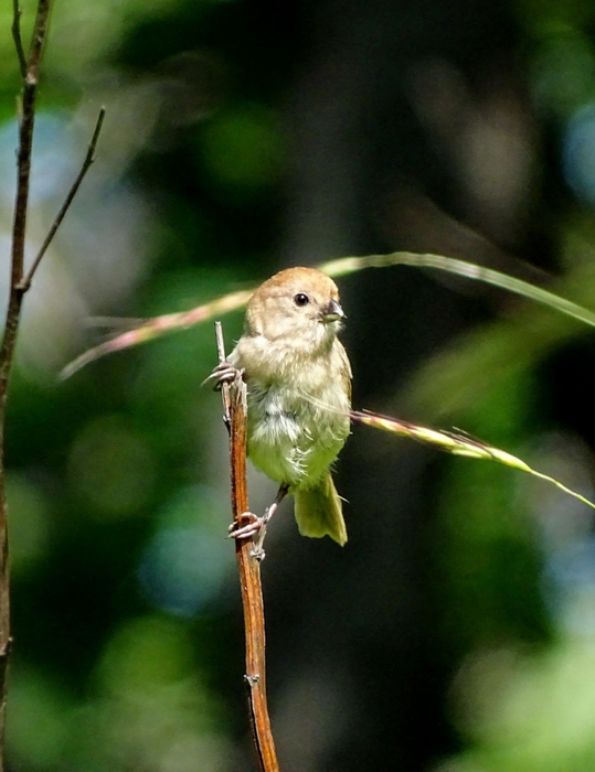 5559494_DSC02790 (539x700, 225Kb)