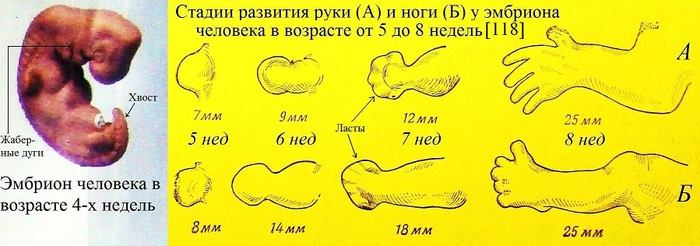 2 этап человека. Развитие эмбриона человека. Стадии развития эмбриона человека. Этапы развития человеческого зародыша. Этапы формирования зародыша человека.