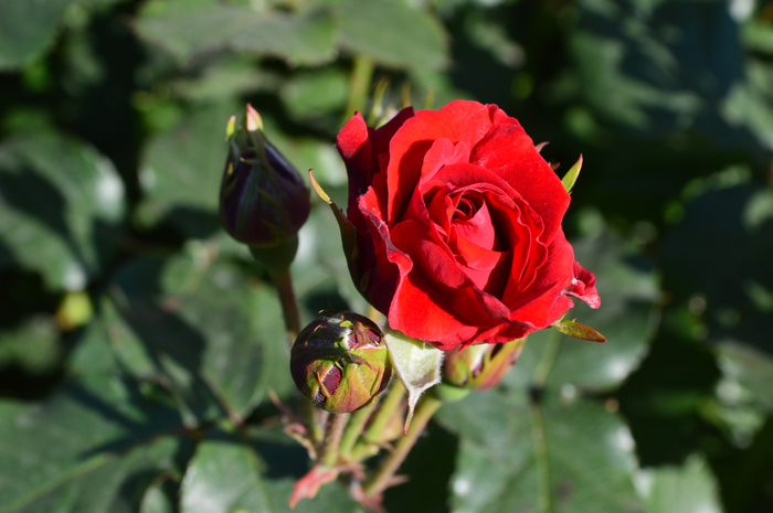 DSC_2249 (700x465, 355Kb)
