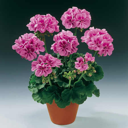 Pelargonium+zonale+Icecrystal+full (450x450, 218Kb)