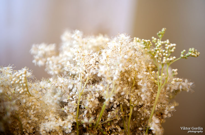_DSC9077 (700x461, 349Kb)