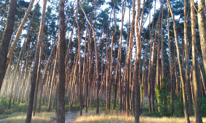 IMAG4372 (700x418, 576Kb)